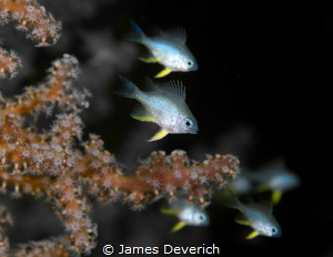 Small fry by James Deverich 